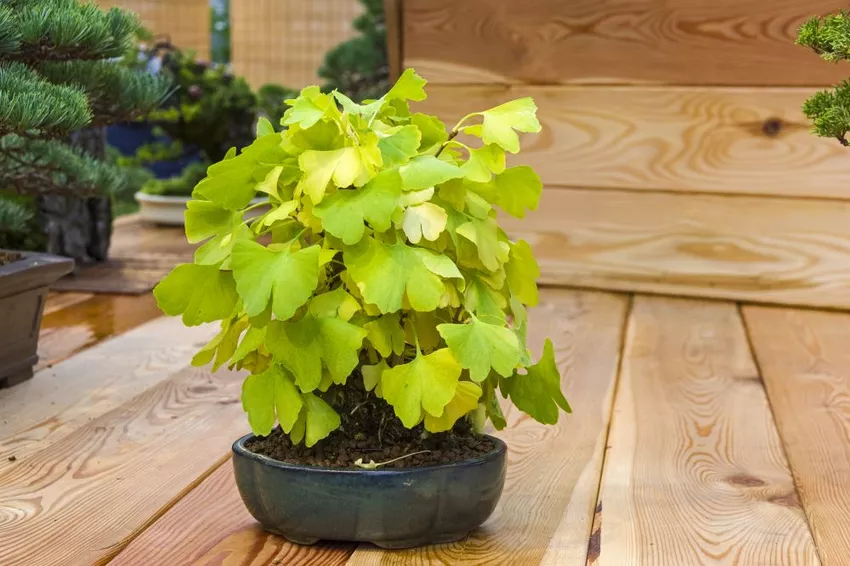 Keep ginkgo in a pot - Important care instructions & Overwintering