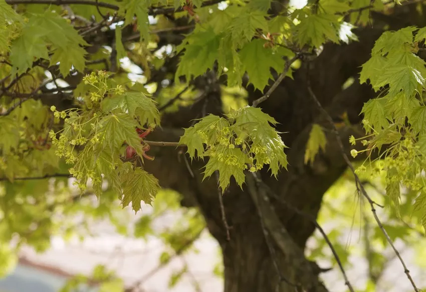 Norway maple - Ten popular varieties presented