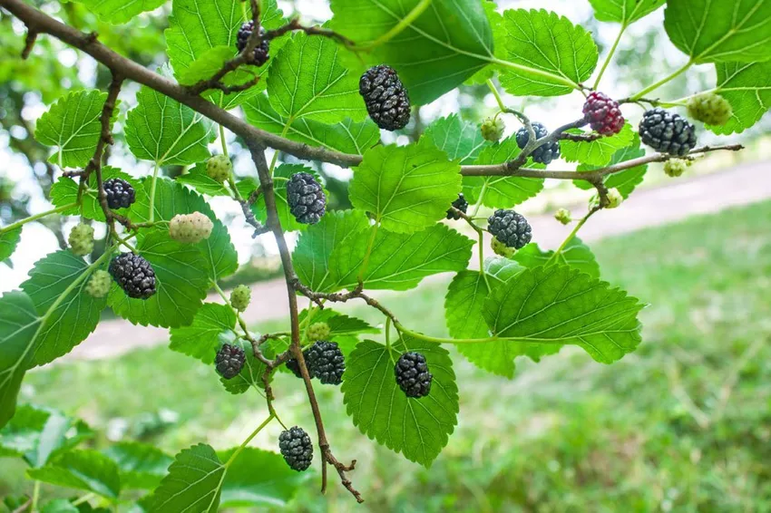 Planting mulberries - tips on location, time & Substrate