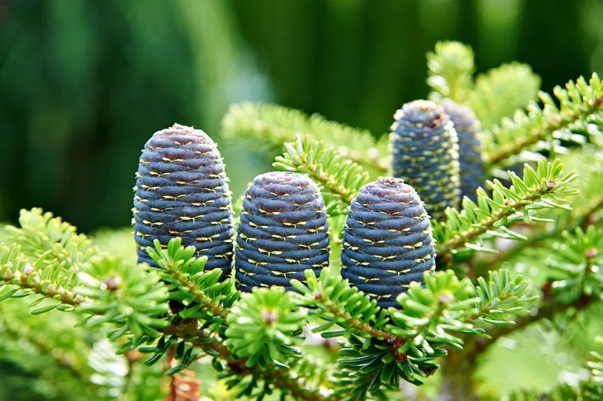 Care for the Korean fir - tips for outdoors and in containers