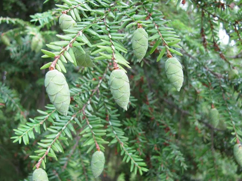 Propagating hemlock - 3 methods in comparison