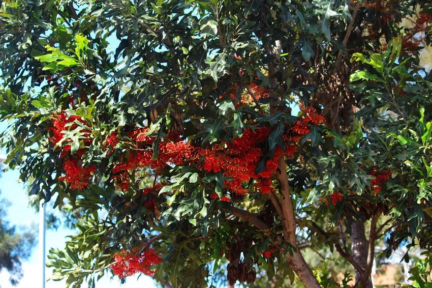 Maintain, propagate and overwinter the fire wheel tree