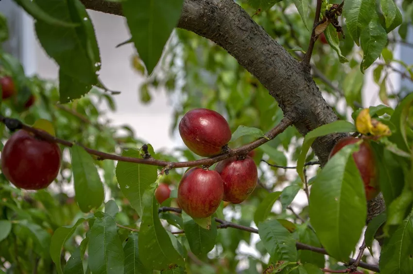 Pruning the nectarine tree - you have to pay attention to this