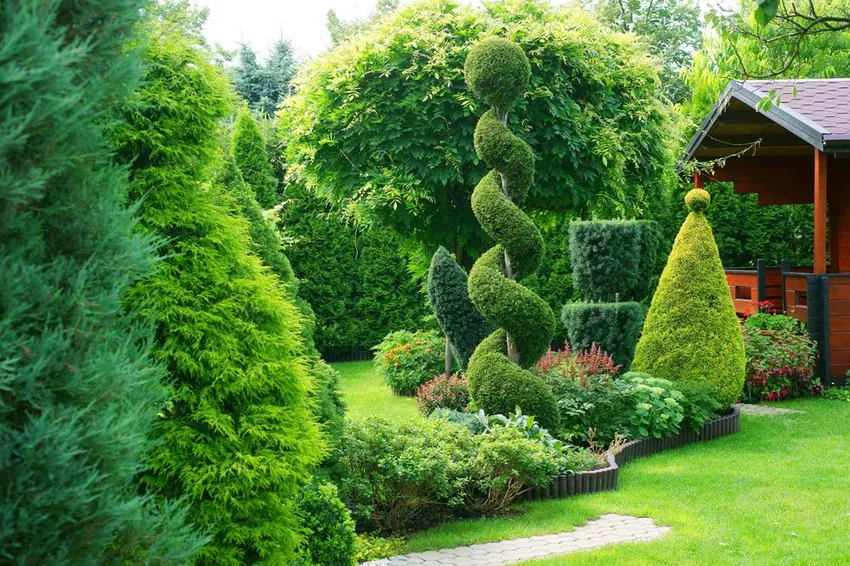 Trees in the ornamental garden - spherical, conical, columnar