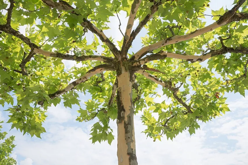 Care for plane trees - water, fertilize, cut and overwinter