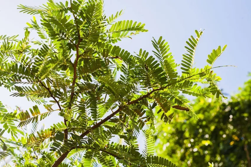 Care for the horseradish tree - water Moringa, cut it and identify diseases