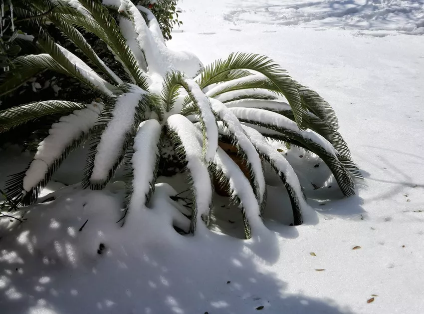 Hardy Palms: 7 species can overwinter outdoors