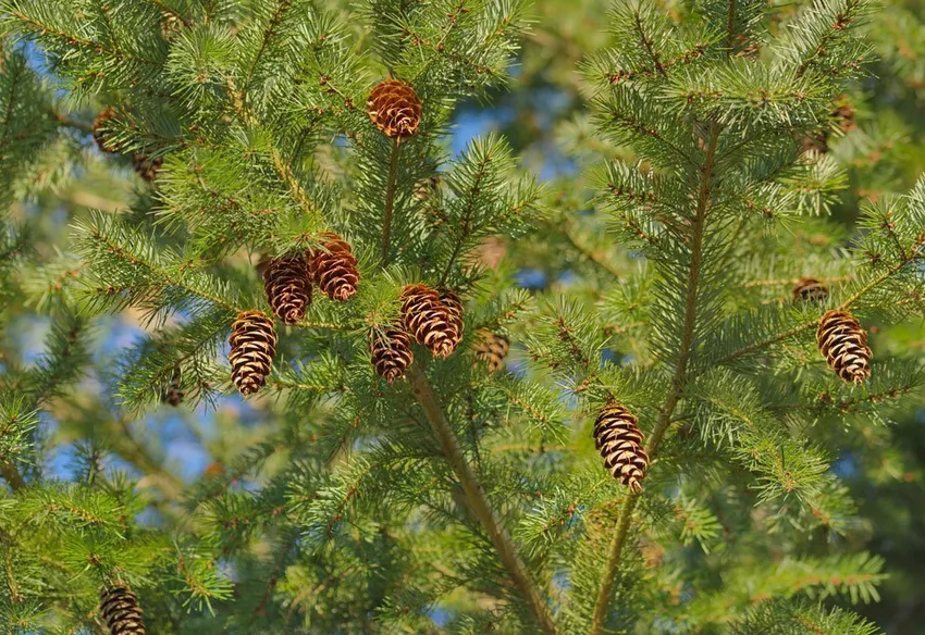 Douglas fir - How to propagate with the help of seeds