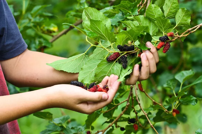 Mulberry tree - 6 popular varieties presented