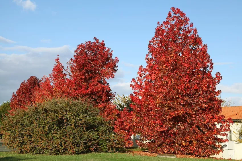 Sweet gum - planting, pruning &