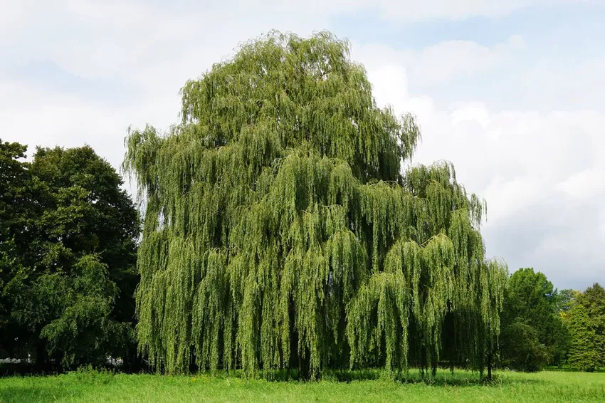 Weeping willow - recognizing and fighting diseases