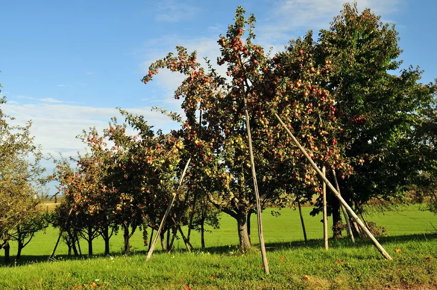 Support Fruit Tree Branches - Heavy branches will no longer break off