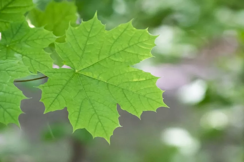 Norway maple - detecting and combating diseases and pests