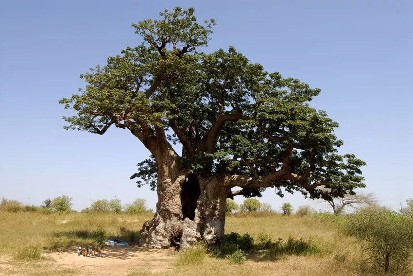 Propagating the baobab tree - this is how it works with cuttings & seeds