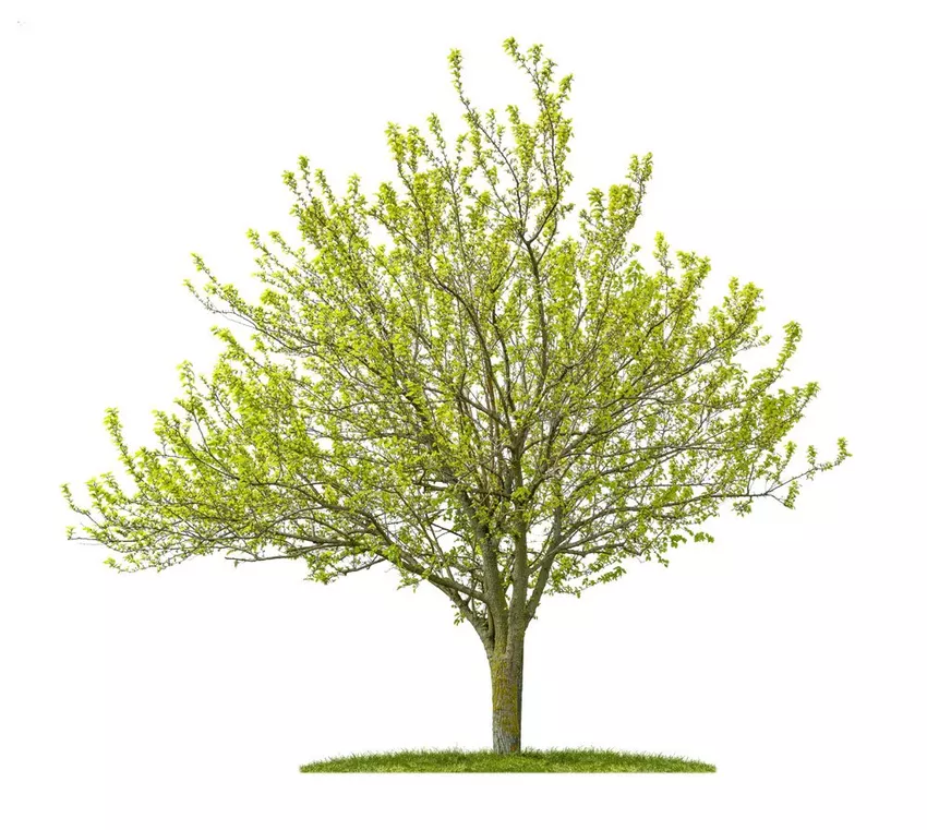 Golden elm care: tips for watering, fertilizing and cutting