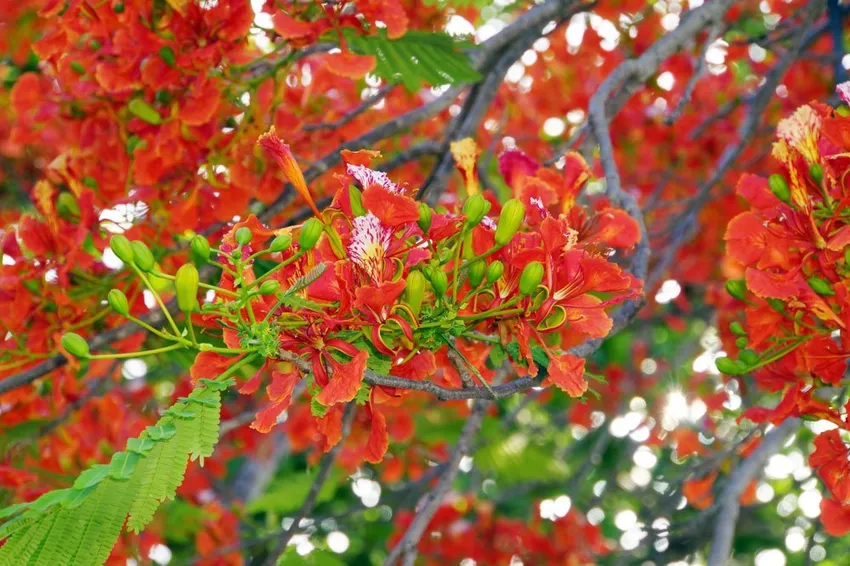 Cultivate the flame tree - what to look out for with the carob plant