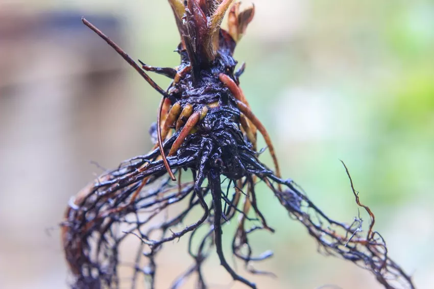 Bare root plants