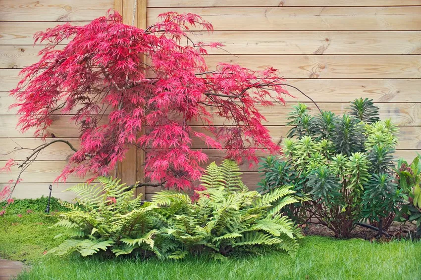 Japanese maple: location, soil and 4 care tips