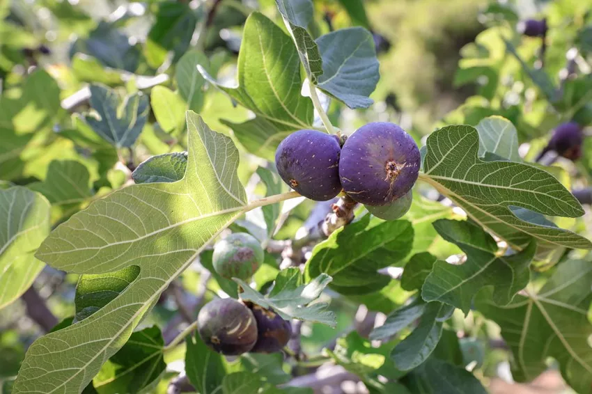 Pruning fig trees - this is how you ensure a beautiful & he althy growth