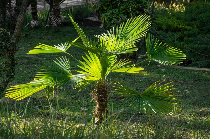 Exotic hemp palm - this is how you can grow the hardy palm in the garden