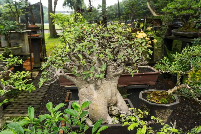 Care for the baobab tree - watering, fertilizing, pests and overwintering