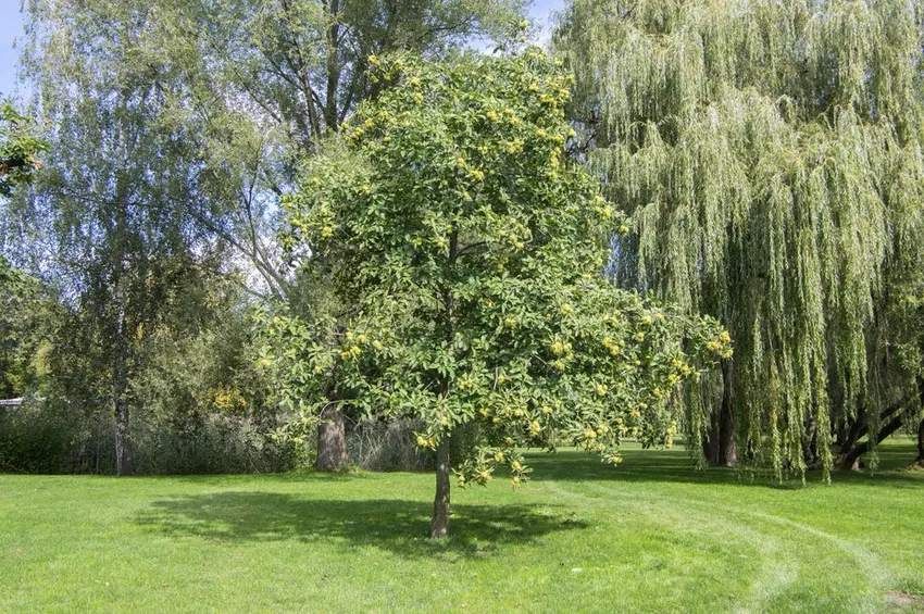 Chestnuts in the garden: This is how it works