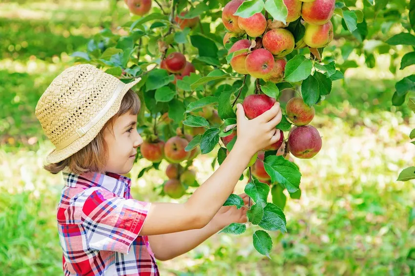 Own orchard: Why planting is worthwhile