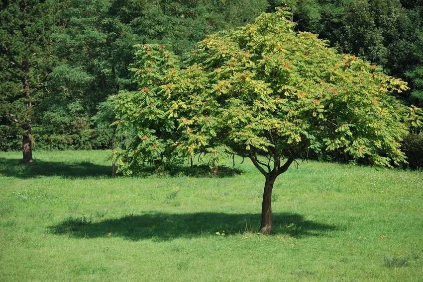 Care for the Tree of God - tips for pruning and propagation