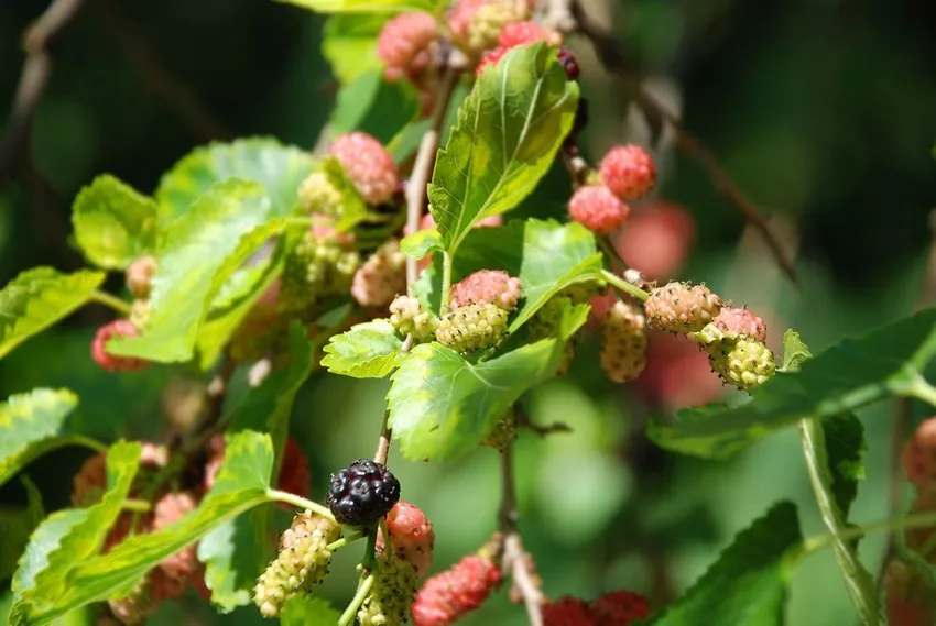 Mulberry tree: recognizing and combating diseases and pests