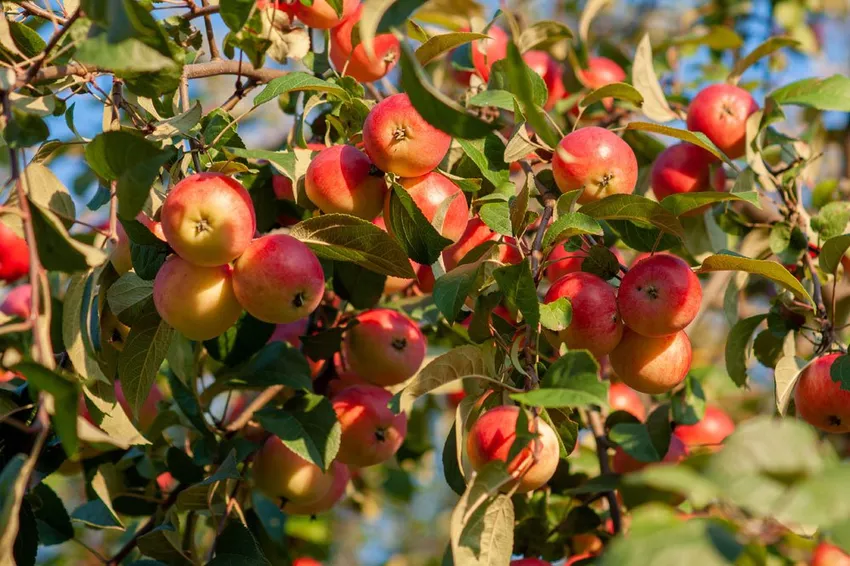 Transplanting an apple tree - How it's done