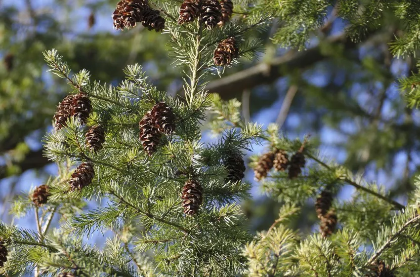 Plant Douglas fir - tips on location and soil requirements