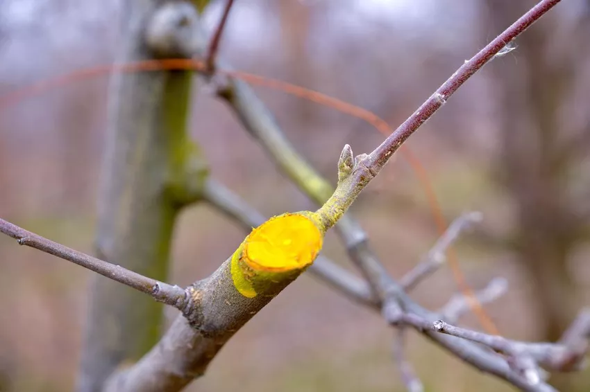 Wound care for woody plants - How to prevent fungal infestation