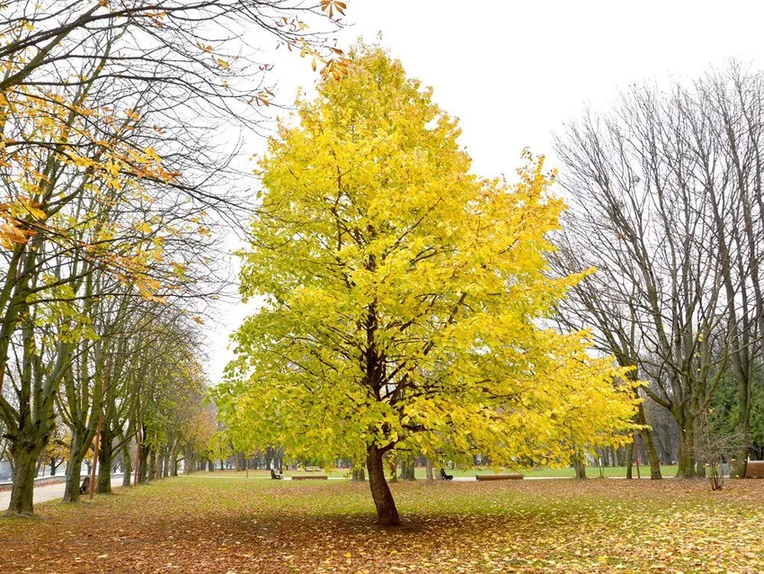 Plant, care for, multiply and overwinter tree hazel