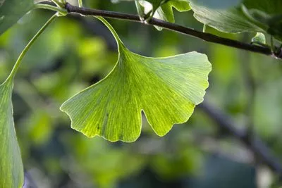 Planting and caring for Ginkgo - That's how it's done