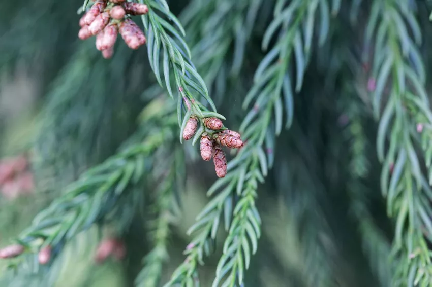 Planting Japanese cedar - Instructions & Tips