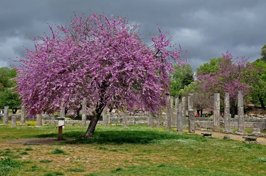 Planting and caring for the Judas tree - How it's done