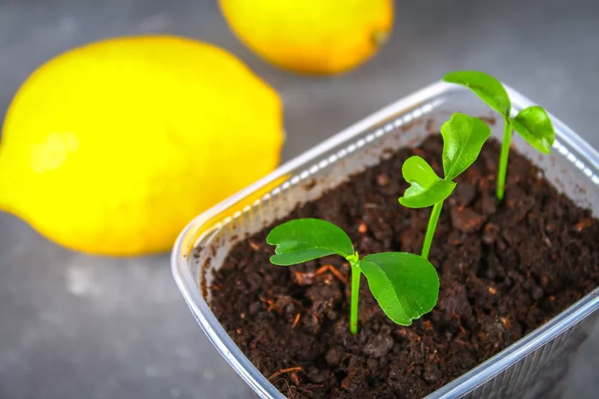 Grow your own lemon tree from seeds - instructions and tips