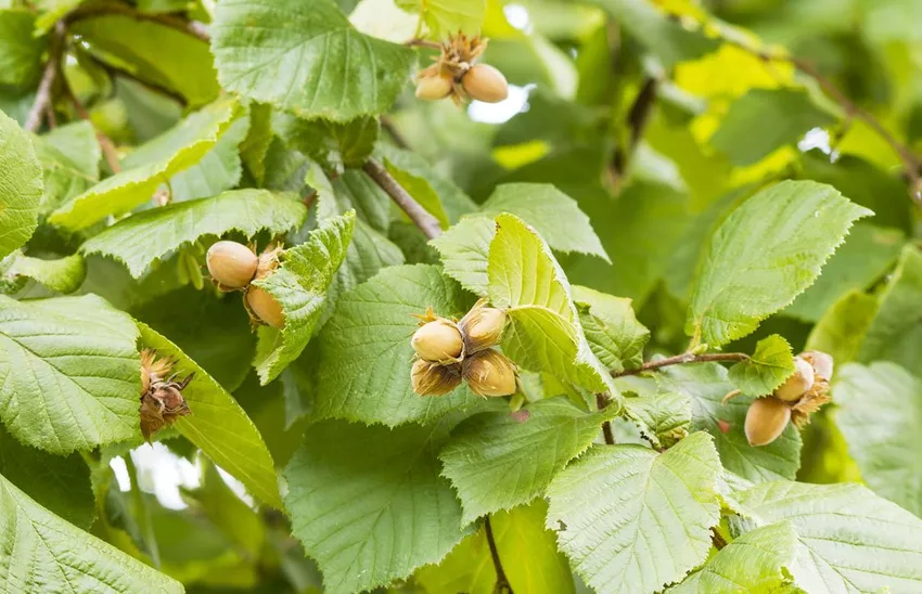 Pruning a hazelnut tree - That's how it's done