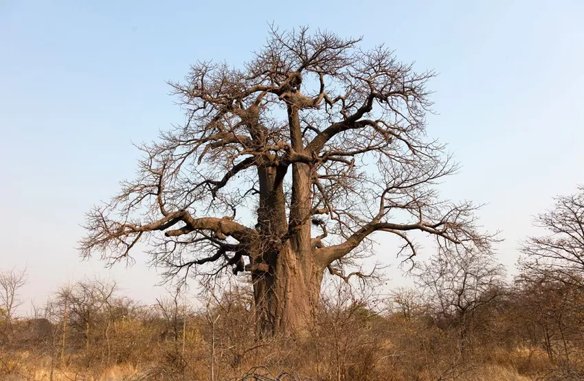 Planting the baobab tree - tips and instructions for planting in containers