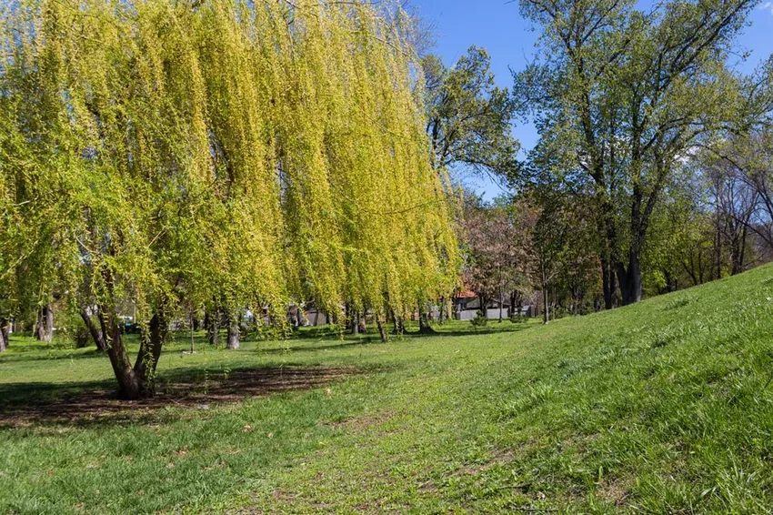 Care for weeping willow - tips for watering and cutting