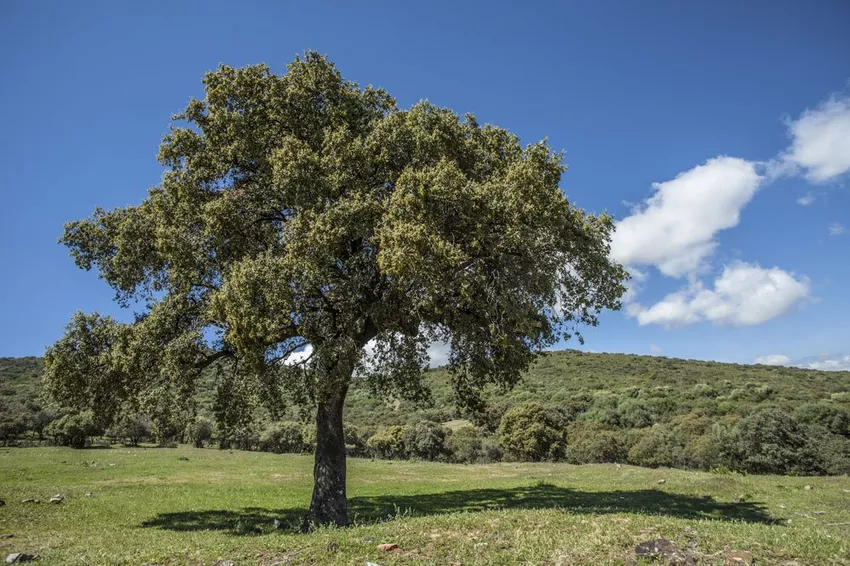 Care for the holm oak: Tips for cultivating outdoors and in pots