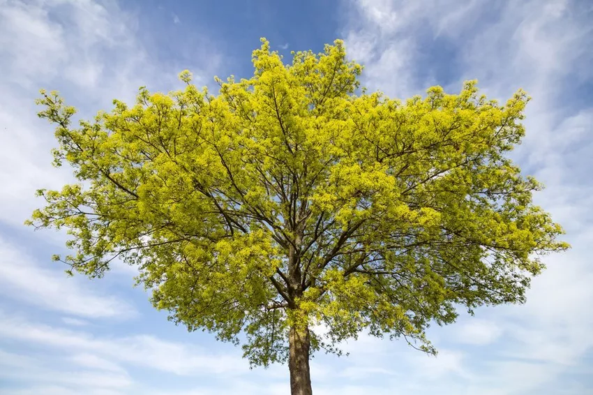 Planting Norway maple - tips for garden owners