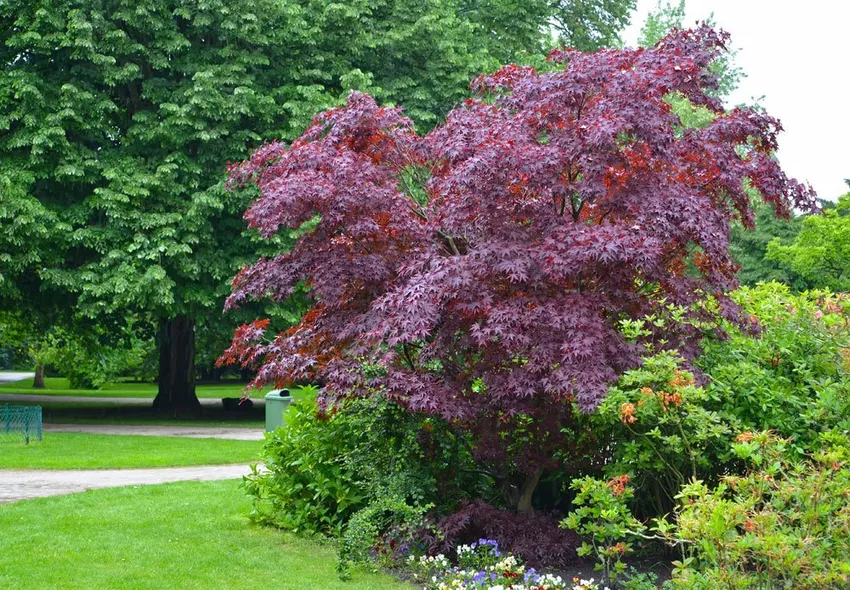 Norway maple care - instructions for watering, fertilizing and cutting