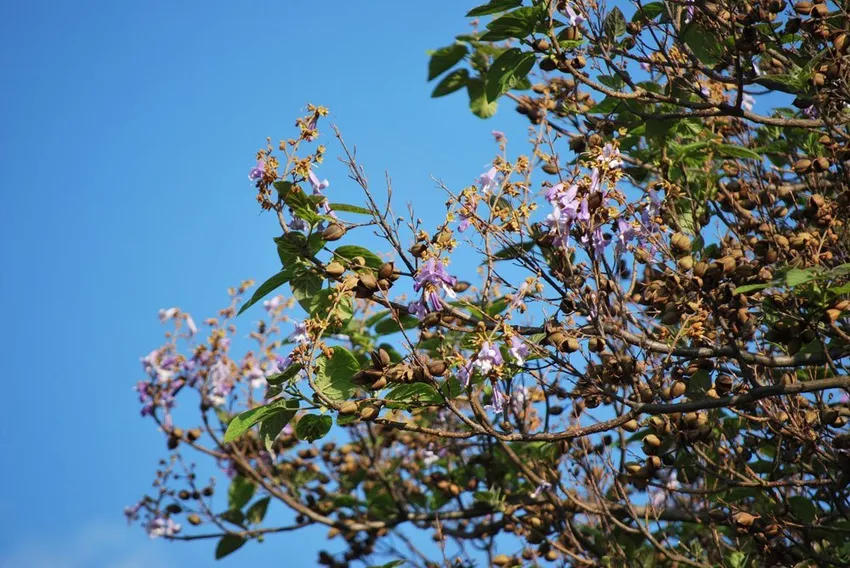 Care for the bluebell tree - watering, fertilizing, cutting and wintering