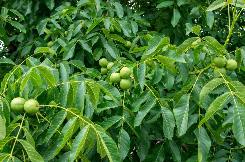 Walnut tree: recognizing and combating diseases and pests