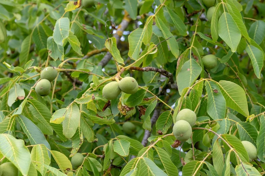 Propagating black walnut trees - 2 options in comparison