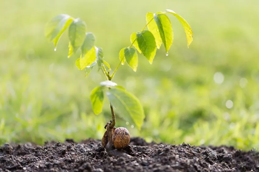 Planting a walnut tree - How to create the optimal conditions