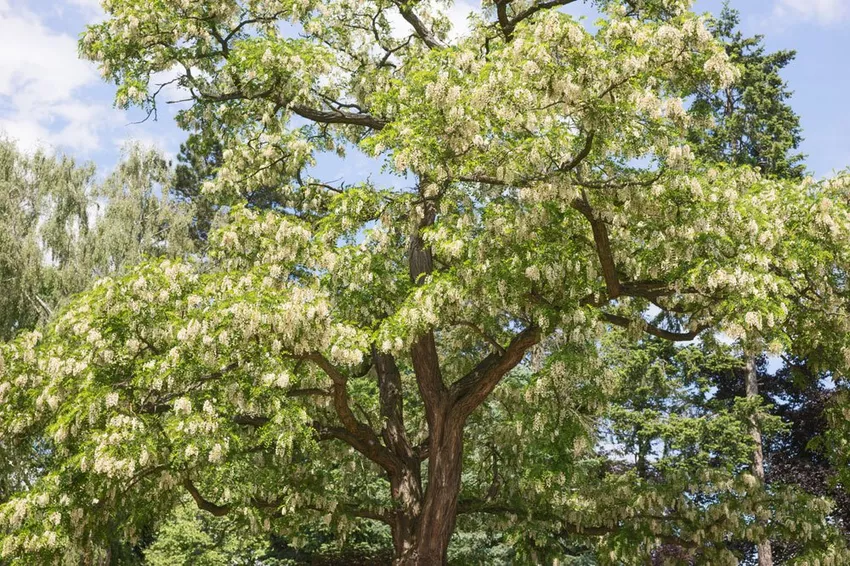 Planting Black Locust - important information on planting time, location, soil & Care