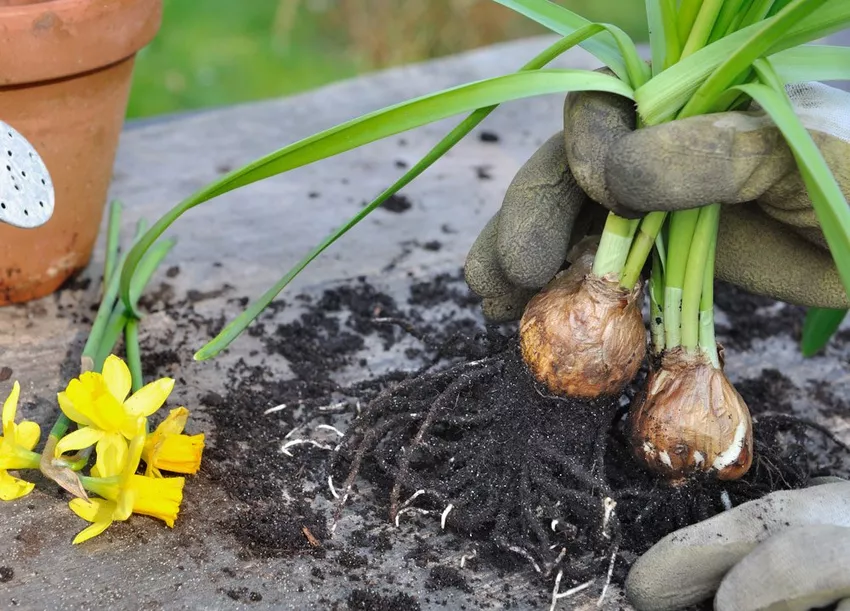 Propagating daffodils - 2 simple ways presented