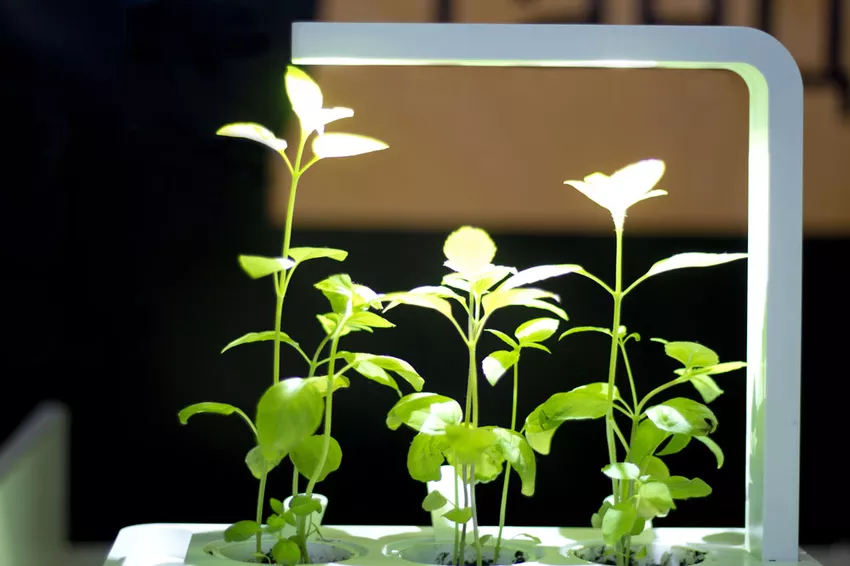 Plant cultivation & Light - which plant light is suitable?